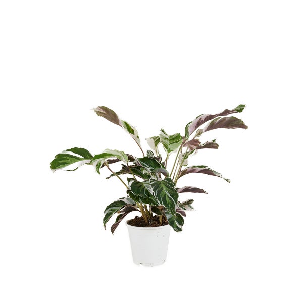 Bloomique - Calathea White Fusion - Korbmarante - Zimmerpflanzen - Pflegeleicht - Luftreinigend - Höhe 40-50 cm - Topf 14 cm