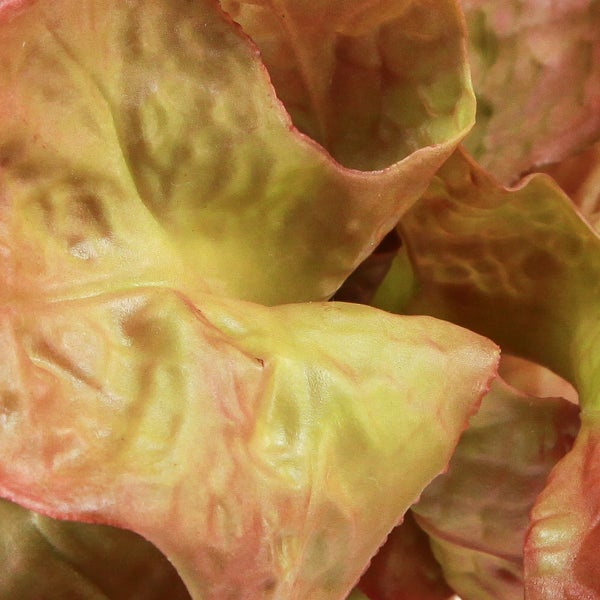 Nahaufnahme von Salatblättern