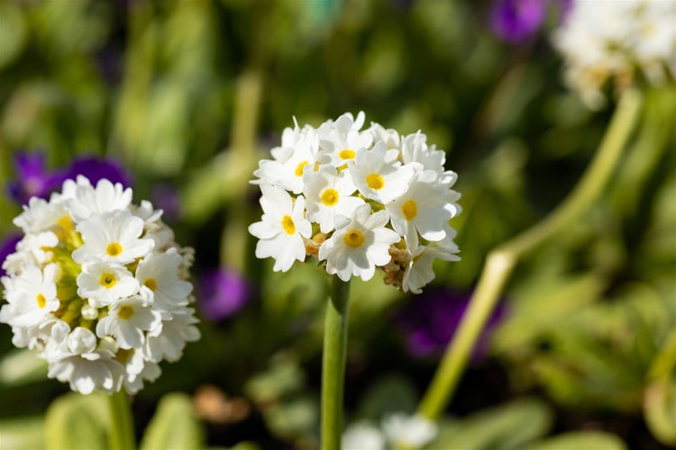 Primula denticulata 'Alba', Kugelprimel, weiß, ca. 9x9 cm Topf