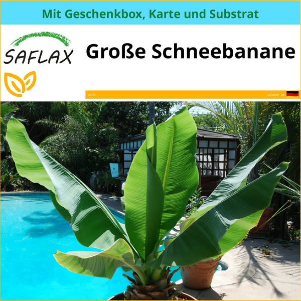 SAFLAX Geschenk Set - Große Schneebanane - Ensete glaucum syn. Ensete wilsonii  - 10 Samen - Mit Geschenkbox, Versandaufkleber, Geschenkkarte und Anzuchtsubstrat