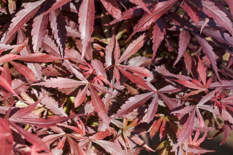 Acer palmatum 'Shaina', Japanischer Ahorn, kompakt, 80 cm Stammhöhe