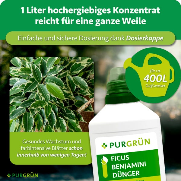 Eine Flasche PURGRÜN Ficus Benjamini Dünger Konzentrat mit Dosierkappe für vierhundert Liter Gießwasser für gesundes Pflanzenwachstum.