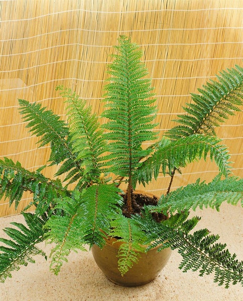 Polystichum setiferum 'Proliferum', Schildfarn, ca. 9x9 cm Topf