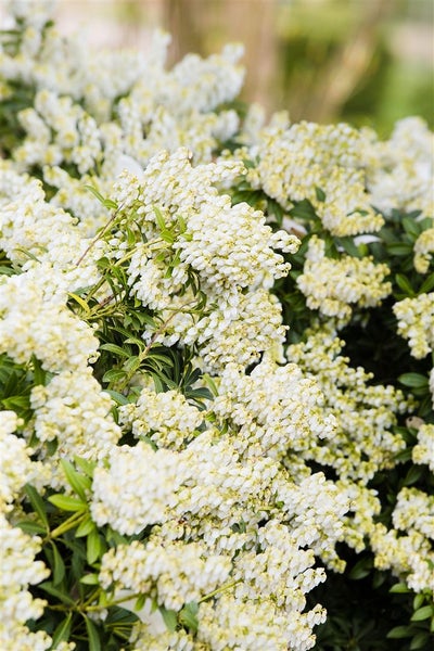 Pieris japonica 'Debutante', Japanische Lavendelheide, weiß, 30–40 cm