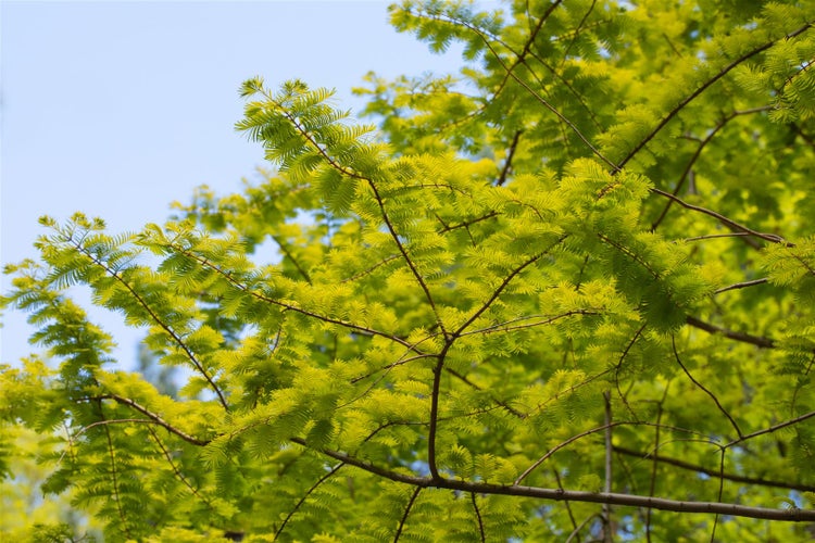 Metasequoia glyptostroboides 'Gold Rush', Urweltmammutbaum, goldgelb, 40–60 cm