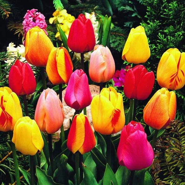 Beet mit verschiedenen Tulpensorten