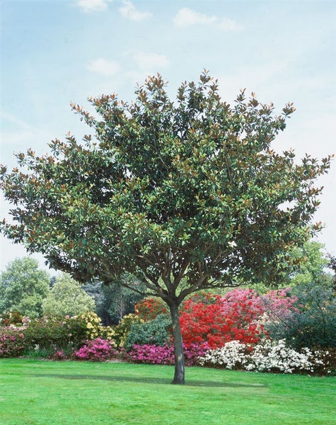 Eine immergrüne Magnolie als Solitärbaum in einem Garten mit blühenden Rhododendronsträuchern im Hintergrund.