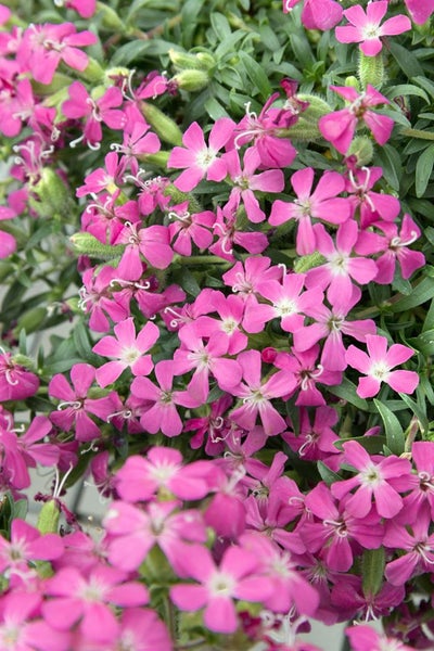 Saponaria x olivana 'Bressingham', Seifenkraut, rosa, ca. 9x9 cm Topf