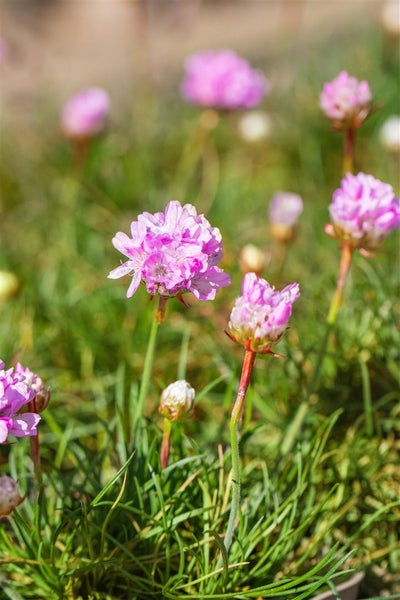 Armeria juniperifolia 'Röschen', Grasnelke, rosa, ca. 9x9 cm Topf