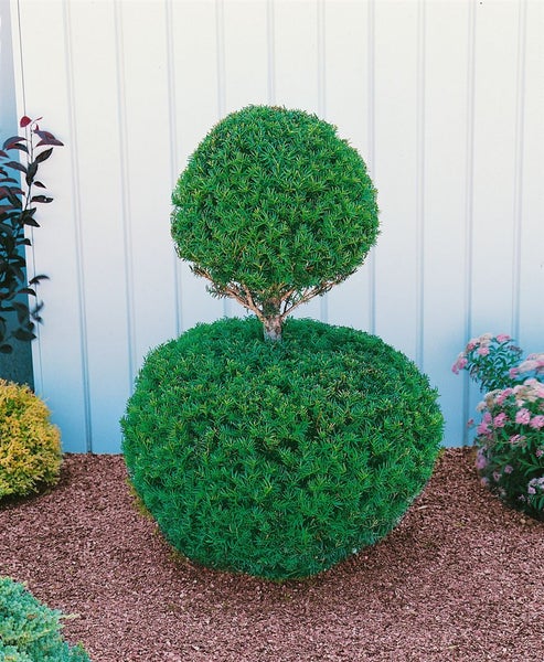 Taxus cuspidata, Japanische Eibe, 125–150 cm