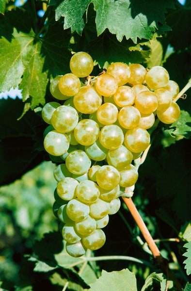 Vitis vinifera 'Millenium', Weinrebe, 80–100 cm