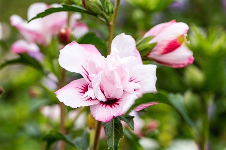Hibiscus syriacus 'Lady Stanley', Roseneibisch, rosa-weiß, 60–80 cm