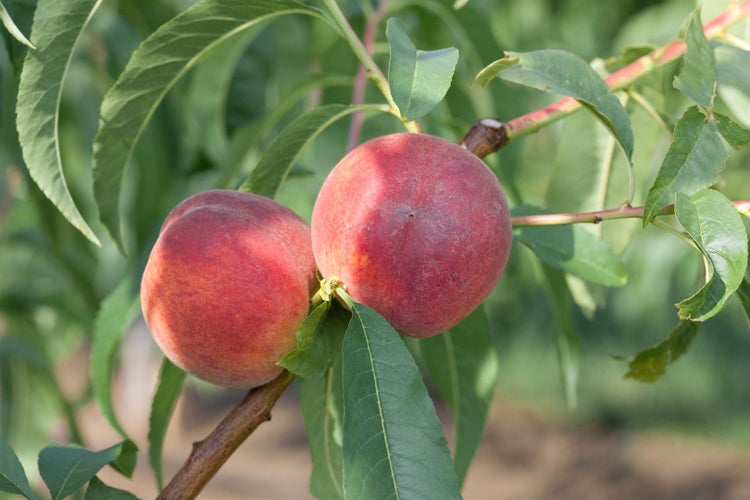 Prunus persica 'Dixired', Pfirsichbaum, 150–200 cm, saftig-süß