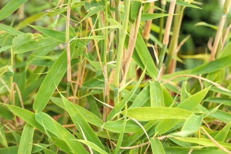 Fargesia murieliae 'Jumbo', Bambus, immergrün, 40–60 cm