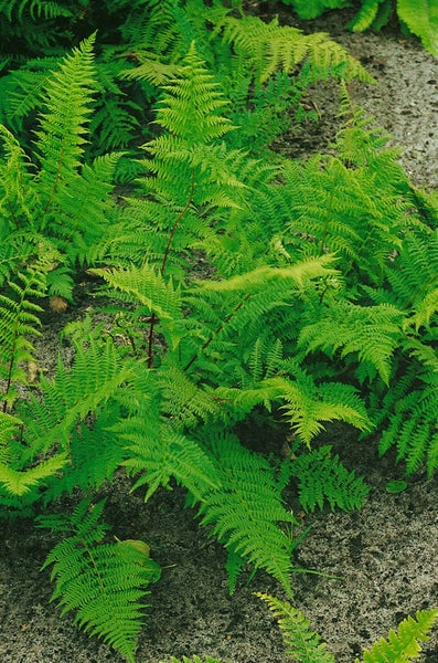 Athyrium filix-femina 'Rotstiel', Frauenfarn, ca. 9x9 cm Topf