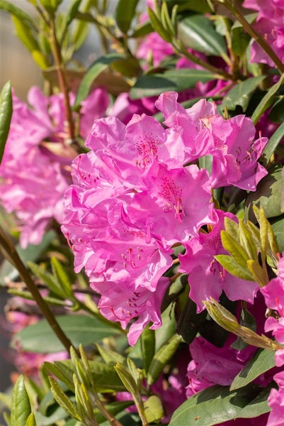 Rhododendron Hybr. 'Walküre', rosa Blüten, 40–50 cm
