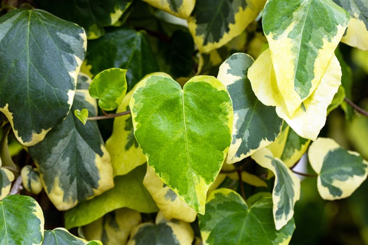 Hedera colchica 'Dentata Variegata', Efeu, panaschiert, 40–60 cm