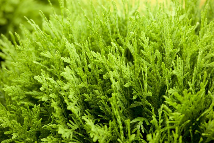 Thuja occidentalis 'Danica', Kugel-Lebensbaum, immergrün, 40–50 cm