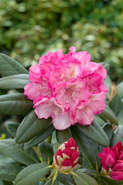 Rhododendron yakushimanum 'Polaris', rosa Blüten, 30–40 cm
