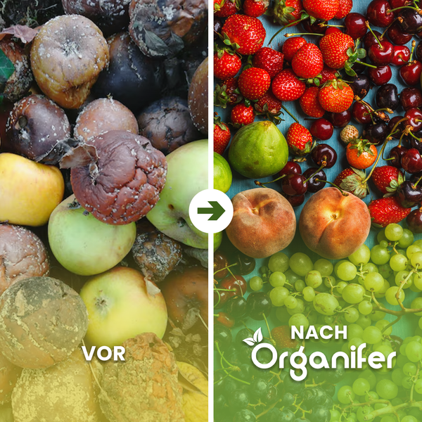 Vergleich von verfaultem und frischem Obst zur Veranschaulichung der Wirkung von Organifer