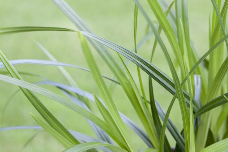 Carex morrowii ssp. foliosiss. 'Irish Green', ca. 9x9 cm Topf