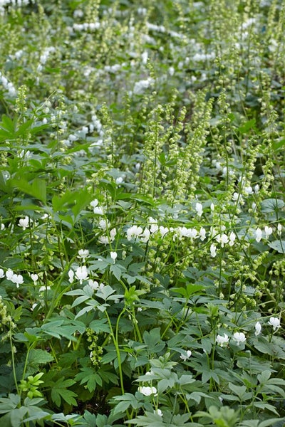 Nahaufnahme von Weißem Herzblumenbewuchs im Garten.