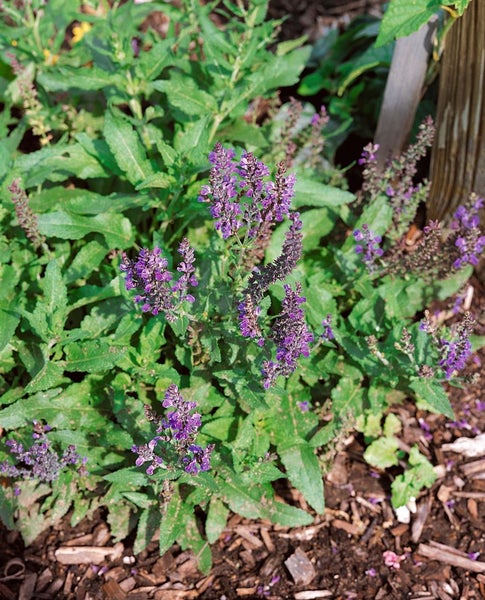 Salvia nemorosa 'Marcus', Steppensalbei, violettblau, ca. 9x9 cm Topf