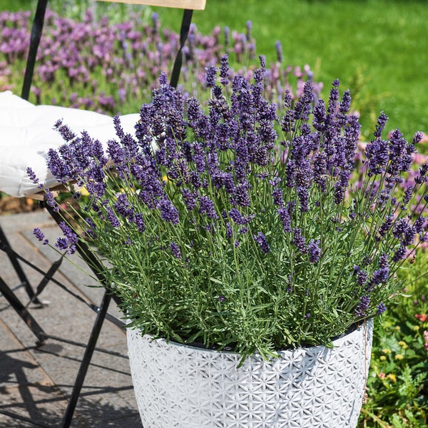 Lavendel in einem Topf mit geometrischem Muster auf einer Terrasse.