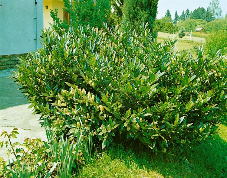 Prunus laurocerasus 'Zabeliana', Kirschlorbeer, immergrün, 40–60 cm