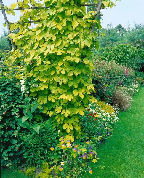 Humulus lupulus 'Aureus', Gold-Hopfen, gelbgrün, 60–100 cm