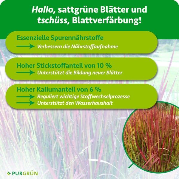 Gartenhortensie mit blauweißen Blüten