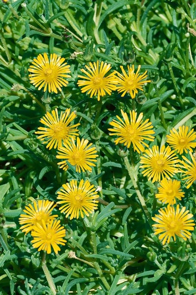 Delosperma congestum, Mittagsblume, gelb, ca. 9x9 cm Topf