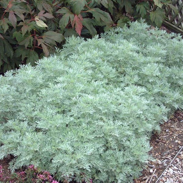 Silberwermut-Pflanzen im Gartenbeet