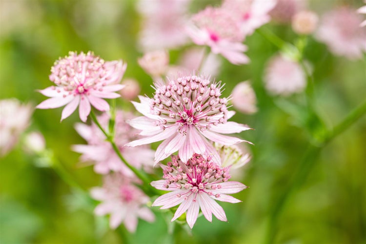 Nahaufnahme von rosa Sterndoldenblüten