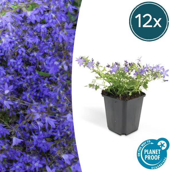 Blaue Campanula Glockenblume im Topf, 12er-Set, On the way to Planet Proof Logo.