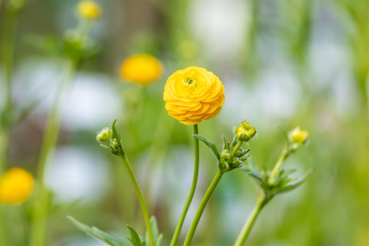 Ranunculus acris 'Multiplex', Gefüllter Hahnenfuß, ca. 9x9 cm Topf