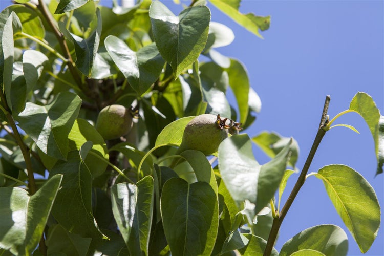 Pyrus communis 'Decora', Birne, 125–150 cm, robust