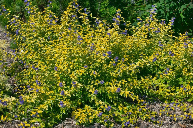 Caryopteris clandonensis 'Hint of Gold', Bartblume, goldlaubig, 30–40 cm