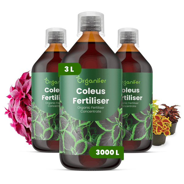 Drei Flaschen Organifer Coleus Dünger, organisches Düngerkonzentrat für Buntnesseln, 3 Liter.