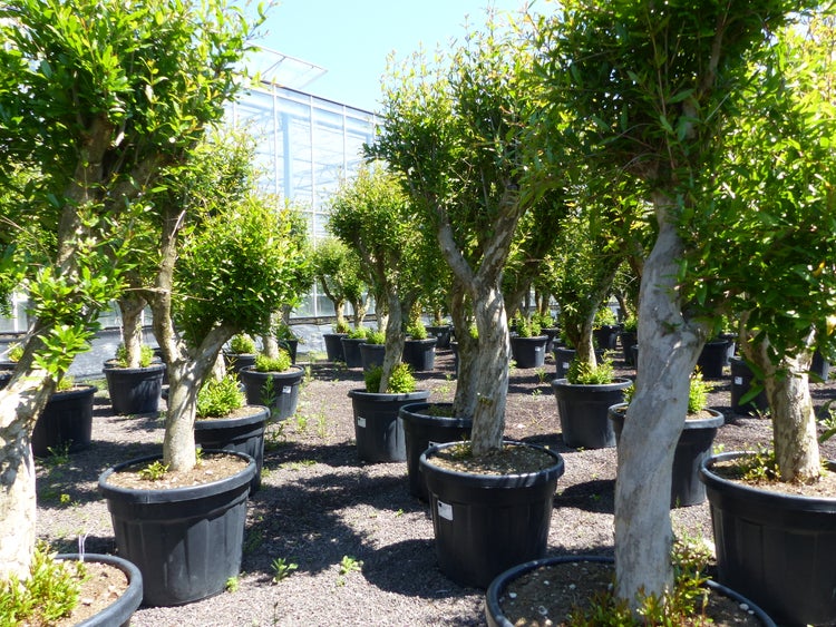 XL knorriger alter Punica Granatum 180 - 220 cm Granatapfelbaum Obstbaum Obst