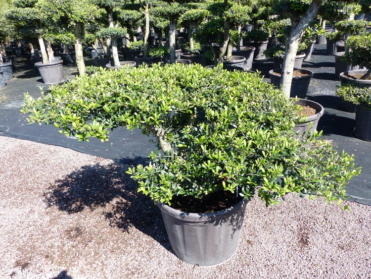 Olivenbaum Pon Pon 120/125 cm Bonsai Formgehölz Gartenbonsai Formschnitt winterhart