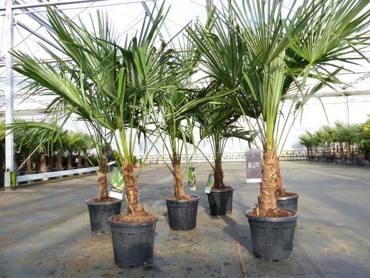 Trachycarpus fortunei 140 - 170 cm Palme Hanfpalme, winterhart bis -18°C
