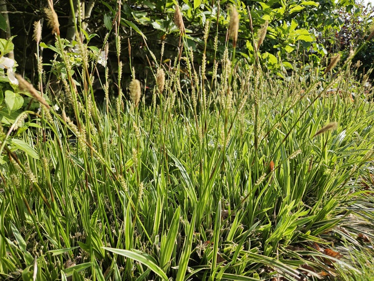 Japan-Segge Carex morrowii mit gestreiften Blättern und Blütenständen in einer hellen Gartenanlage.