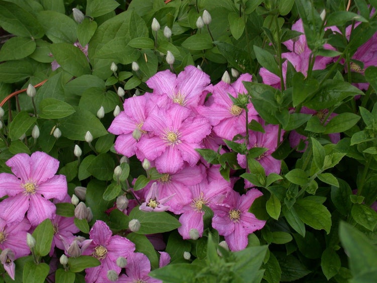 Clematis Hybride 'Madame Baron Veillard', rosa Blüten, 60–100 cm