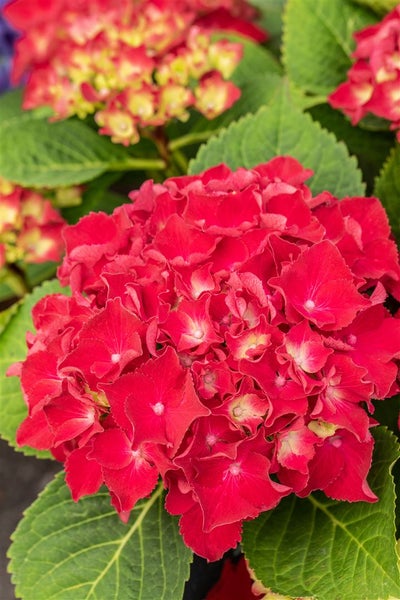 Nahaufnahme einer roten Hortensienblüte mit grünen Blättern.