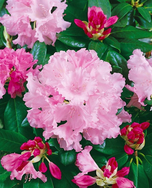 Rhododendron yakushimanum 'Silberwolke', weiß, 30–40 cm