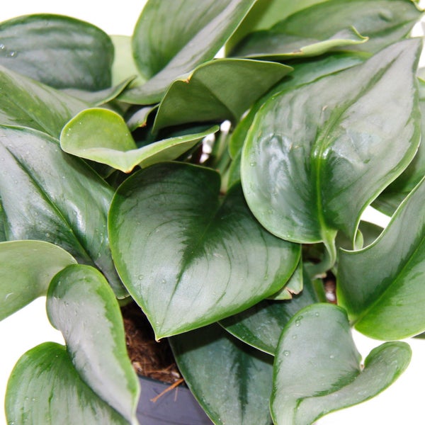 Mondschein-Efeutute - Scindapsus pictus 'Moonlight' - 12cm Topf