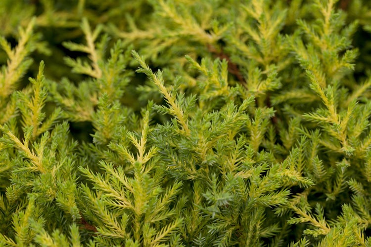 Juniperus media 'Goldkissen', gelbgrün, 25–30 cm