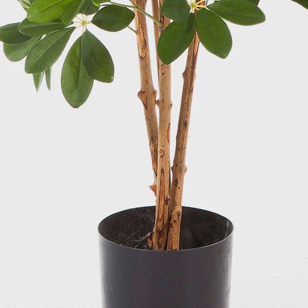 Künstliche Schefflera im schwarzen Kunststofftopf mit naturgetreuen Stämmen und grünen Blättern.