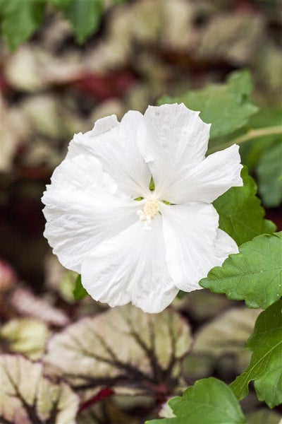 Hibiscus syriacus 'Diana', Gartenhibiskus, reinweiß, 40–60 cm